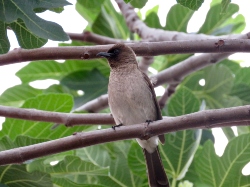 Common Bulbul